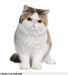 exotic-shorthair-cat-8-months-old-sitting-in-front-of-white-background-animal-pixmac-picture-76301455