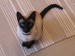 Siamese_cat_sitting