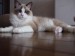 ragdoll-cat-background-image-free-cat-hd-wallpapers